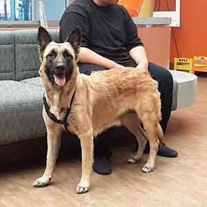 Female Shepherd Dog found #A-2402 pet adoption WAGS