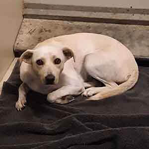 Female dog found #A-2436 pet adoption WAGS