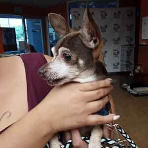 Senior chihuahua found on Bestel and Goldenwest WAGS