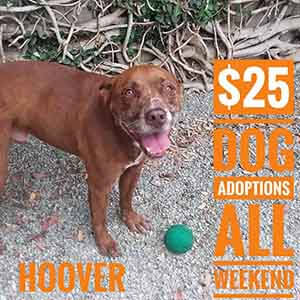 Hoover says All previously spayed/neutered ADULT dogs are only $25 to adopt! WAGS