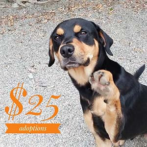 ALL previously spayed or neutered adult dogs are $25 to adopt WAGS