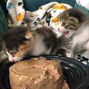 HELP! We have two new kittens in NEED of a foster home WAGS