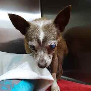 Very old Male Chihuahua found #A-2423 pet adoption WAGS