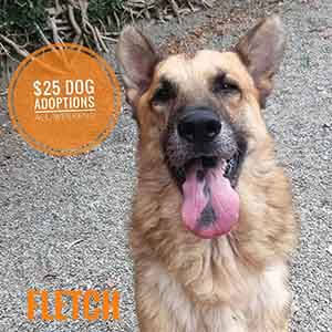 Fletch says All previously spayed/neutered ADULT dogs are only $25 to adopt! WAGS