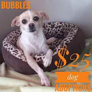 Lil Bubbles says All previously spayed/neutered ADULT dogs are only $25 to adopt! WAGS