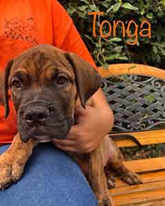 Pit/Mastiff puppy Tonga is looking for his furever home! WAGS