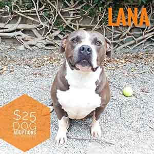 Lana says All previously spayed/neutered ADULT dogs are only $25 to adopt! WAGS