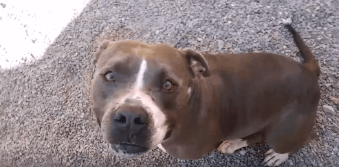 Lana dog pet adoption WAGS