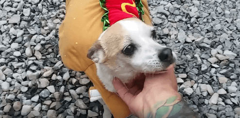 Otis Hotdog party adoption WAGS