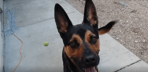 Dog Razzelberry pet adoption WAGS