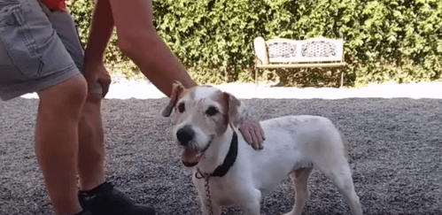 Dog Darnell pet adoption WAGS