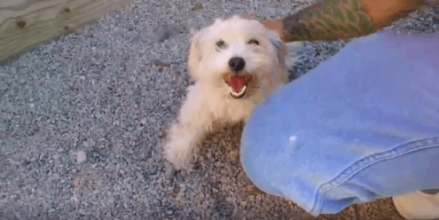 Dog Rupert pet adoption WAGS