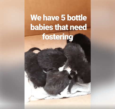 We have 5 bottle babies in desperate need of a foster WAGS