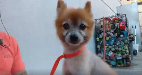 Shaved Pomeranian Cubby was an owner surrender WAGS
