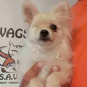 dog shelter pomeranian