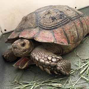 This big fella tortoise is available for adoption WAGS