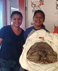 The tortoise was adopted today! pet adoption WAGS