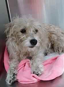 Female dog found #A-2528 pet adoption WAGS
