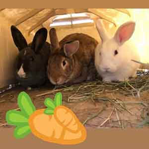 These cute Bunny Bonnie, Parsnip and Crumb enjoying a shady spot