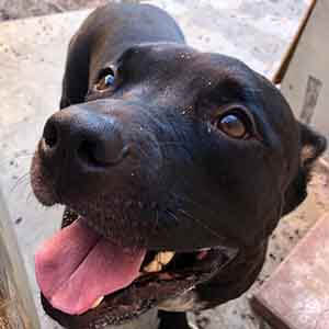 Marley is a sweet lap dog pet adoption - Animal Shelter ...