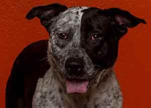 Flash Adoption Special this Saturday 12pm to 2pm only WAGS