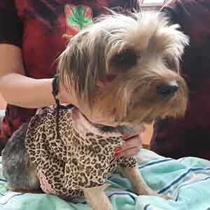 Female dog found #A-2477 pet adoption WAGS