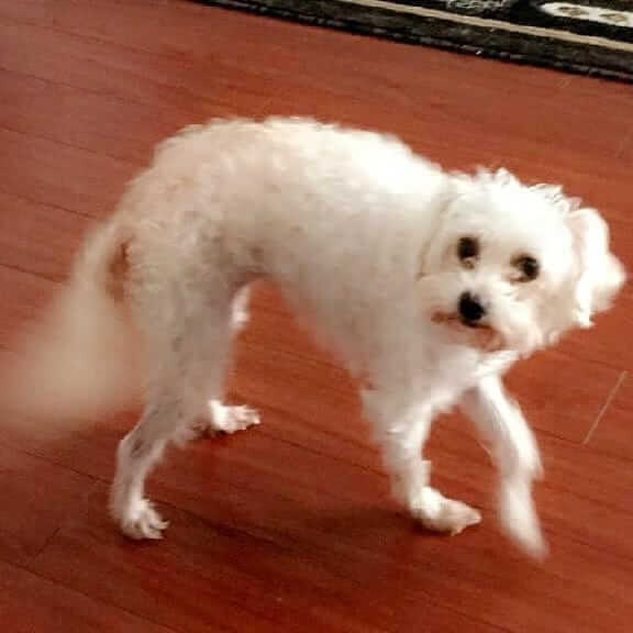 Dog Princess last seen on Lampson ave and Garden Grove WAGS