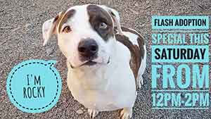 Rocky says WAGS is Having a flash Adoption Special this Saturday