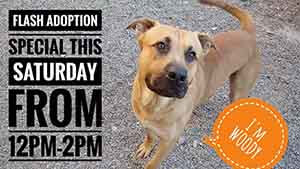 Woody says WAGS is Having a flash Adoption Special this Saturday