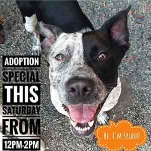 Splash Says WAGS is Having a flash Adoption Special this Saturday WAGS