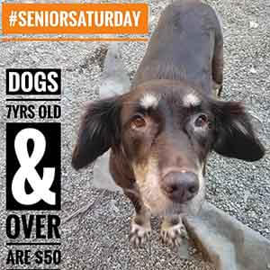 Meet Darla and our other Super Seniors, 7yrs or over are $50 to adopt WAGS