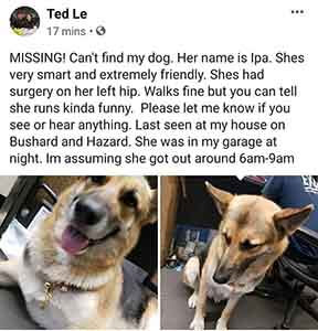 Missing my dog Ipa, Last seen at Bushard and Hazard WAGS