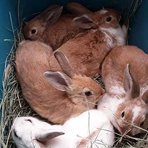 Another 5 rabbits were caught in Westminster Park WAGS