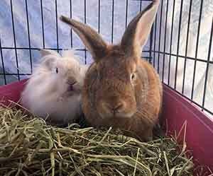 Parsnip and Aslan looking for their furever homes! WAGS
