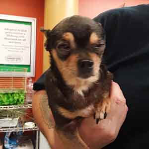 Sweet Dog old girl found at Walmart near Beach Blvd ...