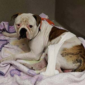 Big Dog found #A-2563 pet adoption WAGS