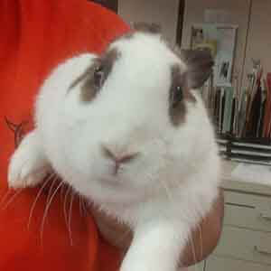 Stray Rabbit found #A-2596 pet adoption WAGS