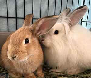 Hops and Aslan are looking for their furever home!