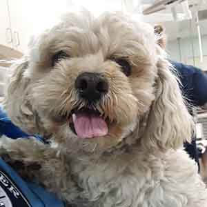 Sweet dog found #A-2646 pet adoption WAGS