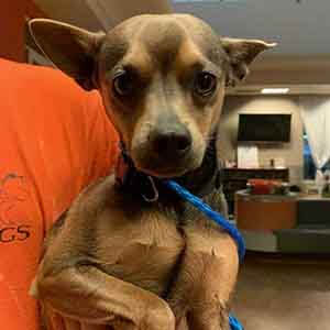 Female black and tan chihuahua was found #A-2613 & #A-2614 pet adoption WAGS