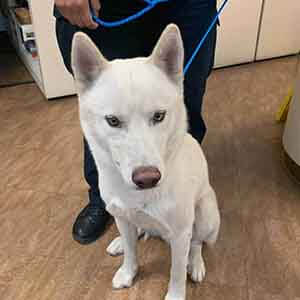 Two male huskies found #A-2660 & #A-2661 pet adoption WAGS