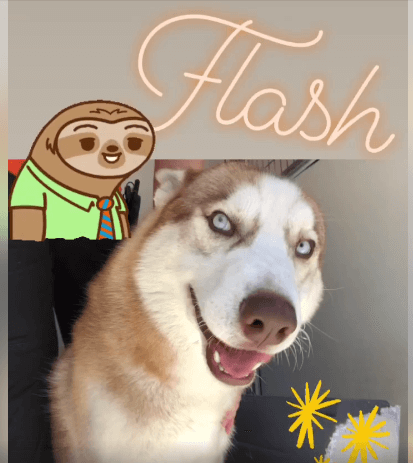 Flash, Flash Hundred Yard Dash WAGS
