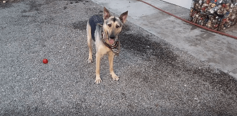 5 1/2 year old German Shepherd who's owner could no longer care for her WAGS