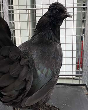 black chicken for adoption WAGS