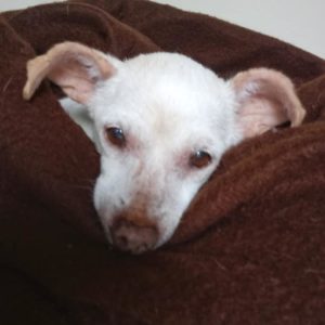 Possum senior dog for adoption WAGS