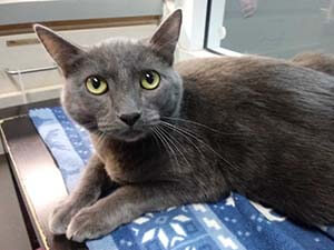 lovely cat is now adoption in WAGS