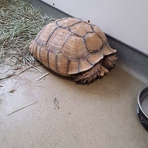 Adult Sulcata Tortoise found #A-2733 pet adoption WAGS