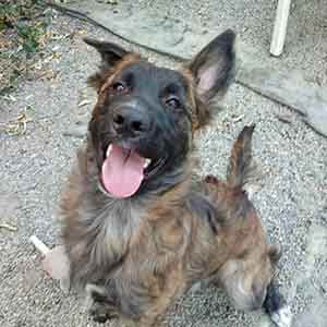 Not only are the Malinois puppies available for adoption but so is Phantom! WAGS