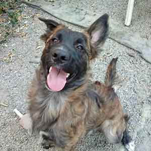 malinois dog for adoption