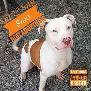 Starting tomorrow through Sunday ALL spayed/neutered dogs over 7 months of age are only $100!!! WAGS